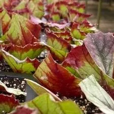 thumbnail for publication: A Beginner’s Guide to Begonias: Vegetative Propagation